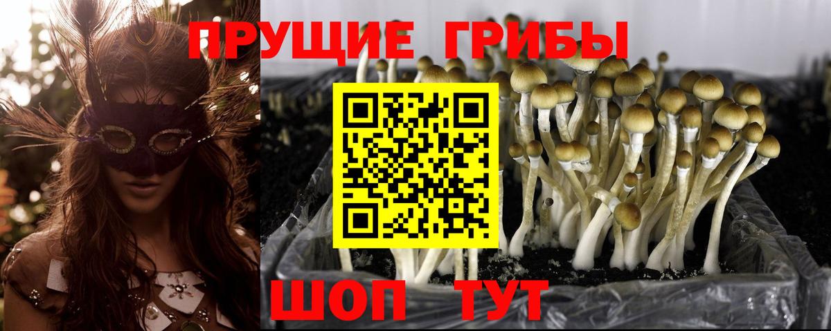 Галлюциногенные грибы Psilocybine cubensis Улан-Удэ